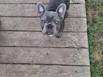 Frenchies for sale