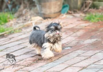 AKC Shih Tzu Puppies