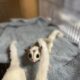 Sugar gliders looking for home!!