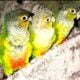 3 beautiful and healthy conures for rehoming.