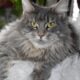 Maine coon