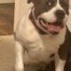1 year old Pitt