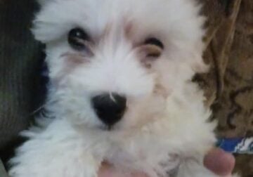 Maltese Puppy