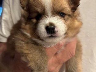 Sweet Loving Pomeranian Puppies