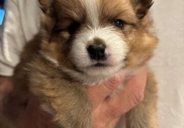 Sweet Loving Pomeranian Puppies