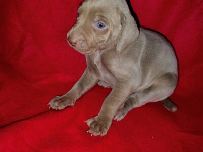 Weimaraner pups