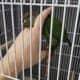 Cage and Conure