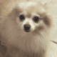 POMERANIANS WHITE 6WKS