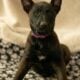 7 Malinois Puppies for Sale