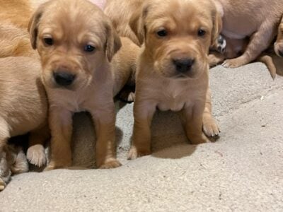 AKC Lab Puppies for Sale