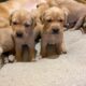 AKC Lab Puppies for Sale