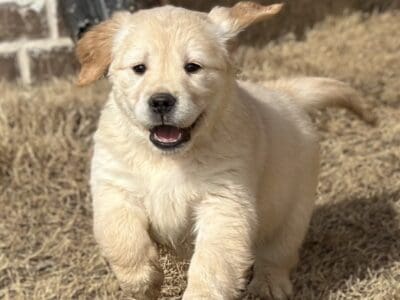 Golden Retriever Puppies