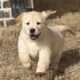 Golden Retriever Puppies
