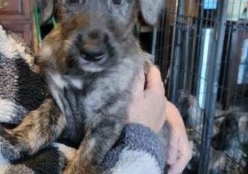 Female Irish Wolfhound (Presious)
