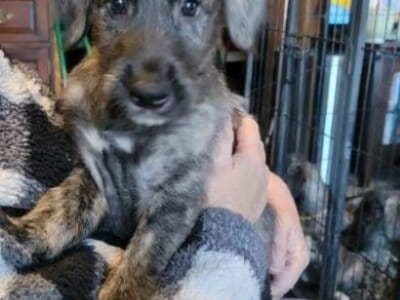 Female Irish Wolfhound (Presious)