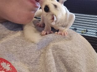 Male sugar glider