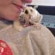 Male sugar glider