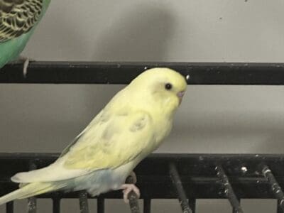 Young 4 month old male hand raised