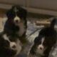 Beautiful Bernese Mountain Dog Puppies due 2/15