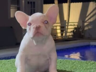 Frenchie puppies
