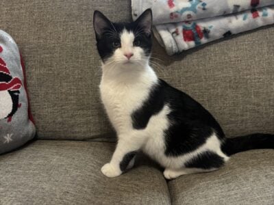 Kittens for sale!
