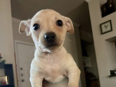 Chunk needs a home