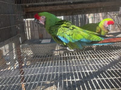 Military Macaw Pair