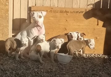Pitbull Puppies