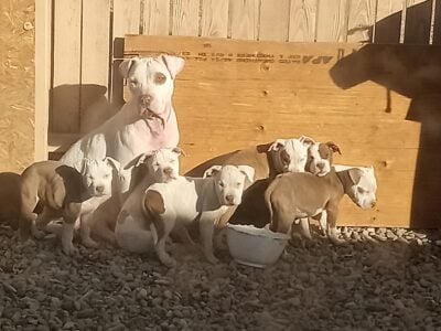 Pitbull Puppies