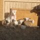 Pitbull Puppies