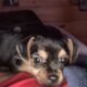 Chorkypoo puppies for Rehoming