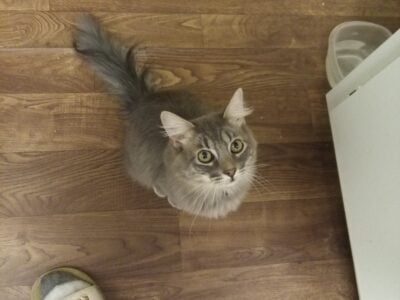 Male long hair kitty