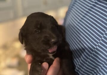 Shepadoodle Puppies for Sale!