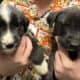 Mixed puppies