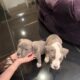 Beautiful American Staffordshire Pitbull Puppy
