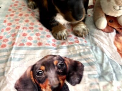 CKC Black & White Tri Dachshund SLASHE  ...