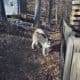 1 Year Old Siberian Husky/Samoyed