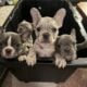 AKC French Bulldog – Merle Girl