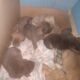 Mix breed pups for new homes