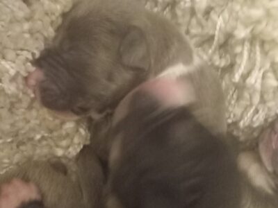 Shaffordshire Bull TERRIER PUPPIES