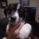 Puppies looking for homes