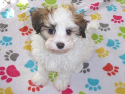 Male PapitesePuppy (Justin) (Papillon/Maltese)