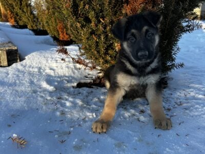 German Shepherd Pups