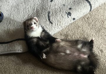 2 ferrets need rehoming