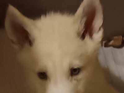 Siberian Husky Puppies for sale