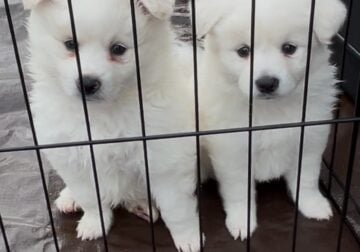 American Eskimo Puppies