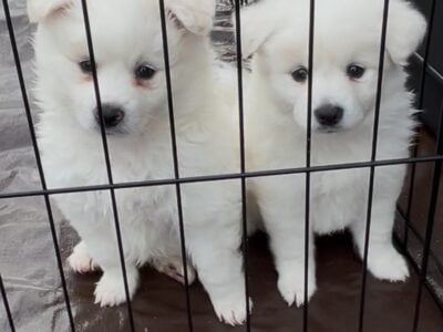 American Eskimo Puppies