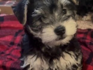 Schnoodles puppies for sale