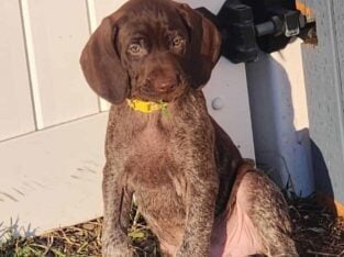 AKC German Shorthaired Pointer Pups