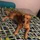 Golden Retriever male puppies